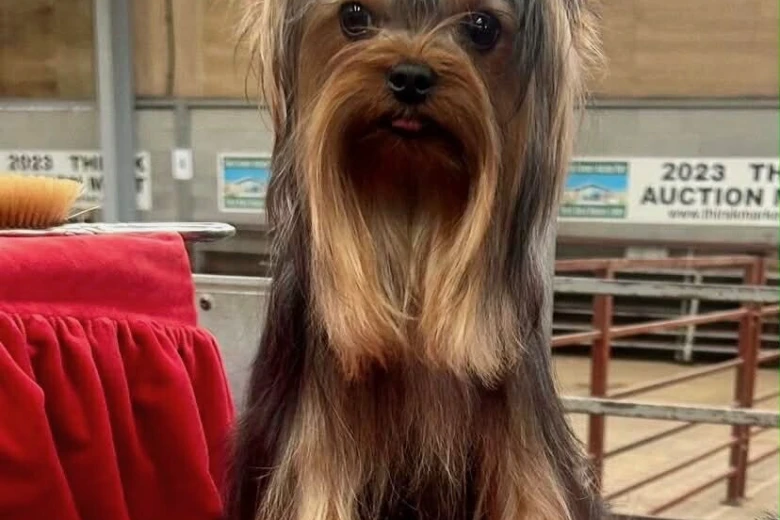 Yorkshire Terrier