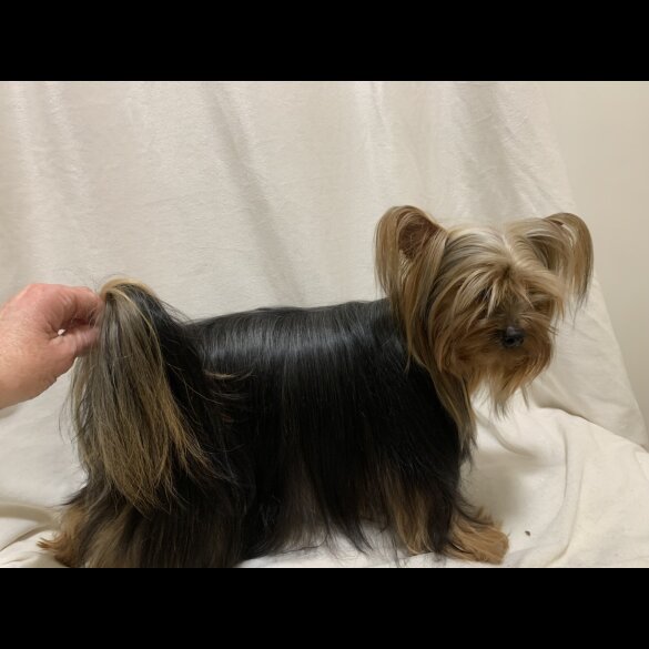 Yorkshire Terrier