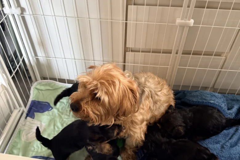 Yorkshire Terrier