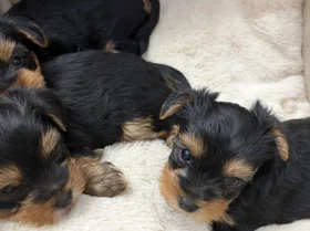 Yorkshire Terrier