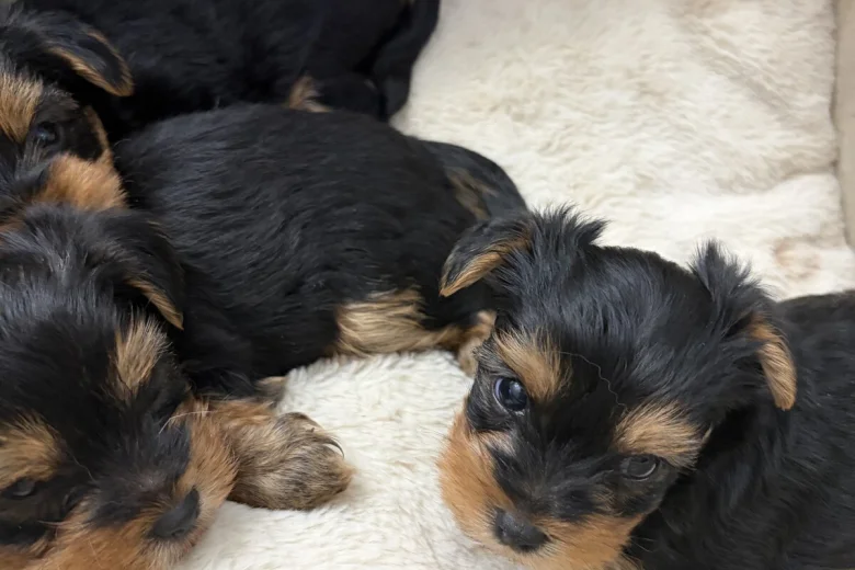 Yorkshire Terrier