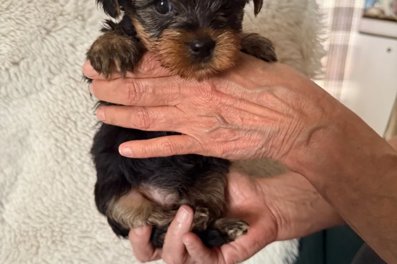Yorkshire Terrier