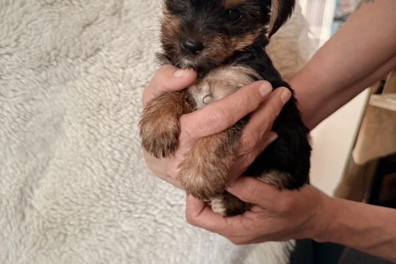 Yorkshire Terrier