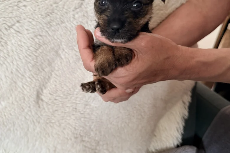Yorkshire Terrier