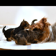 Yorkshire Terrier