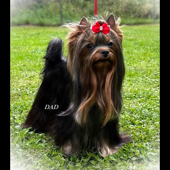 Yorkshire Terrier