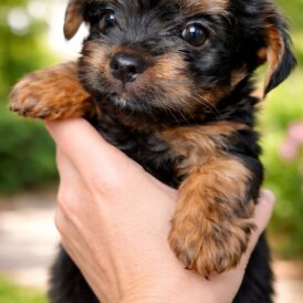 Yorkshire Terrier