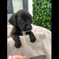 Cocker Spaniel (Show)