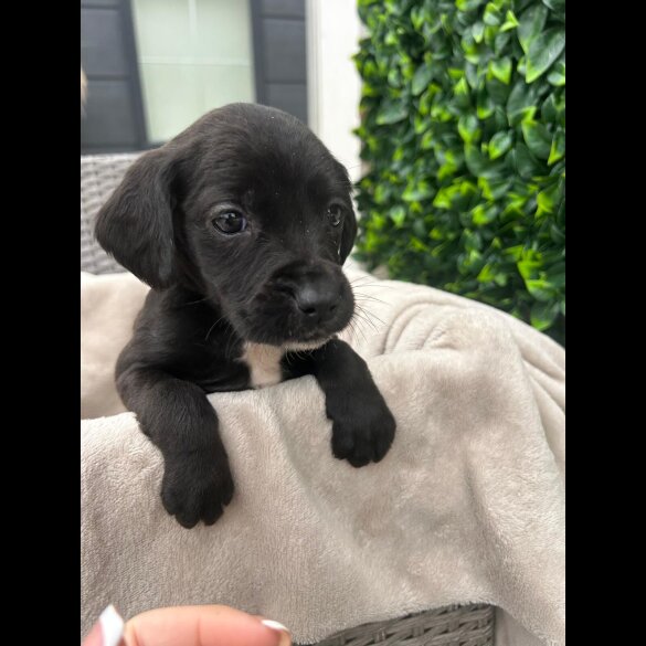 Cocker Spaniel (Show)