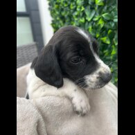 Cocker Spaniel (Show)