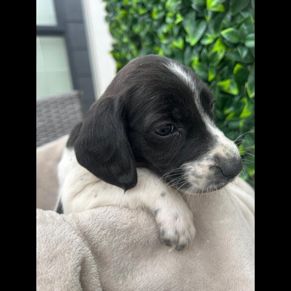 Cocker Spaniel (Show)