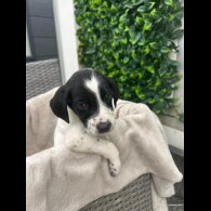 Cocker Spaniel (Show)