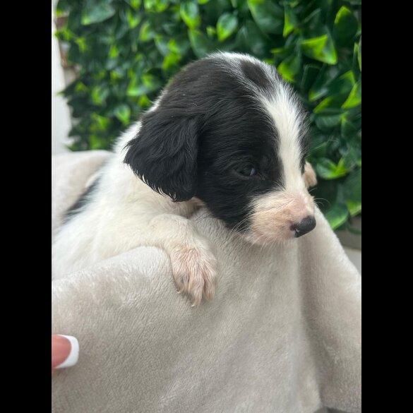 Cocker Spaniel (Show)