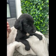 Cocker Spaniel (Show)