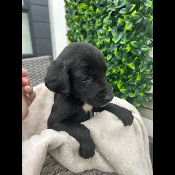 Cocker Spaniel (Show)