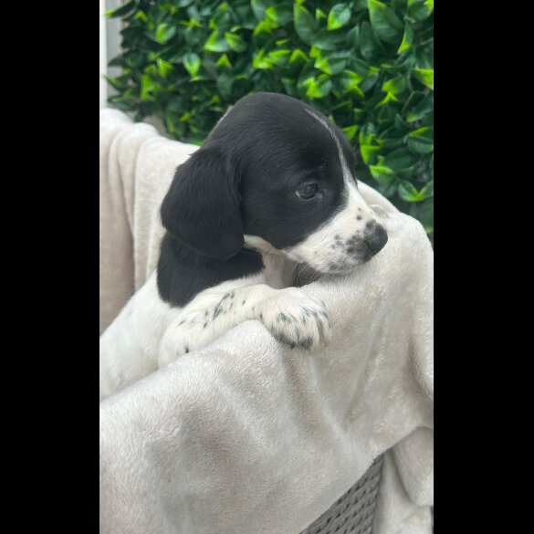 Cocker Spaniel (Show)