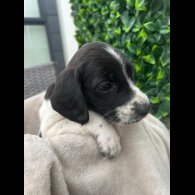 Cocker Spaniel (Show)