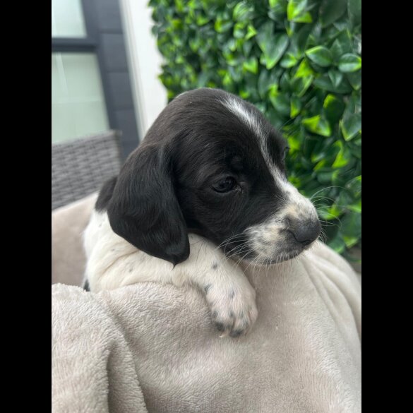 Cocker Spaniel (Show)
