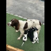 Cocker Spaniel (Show)