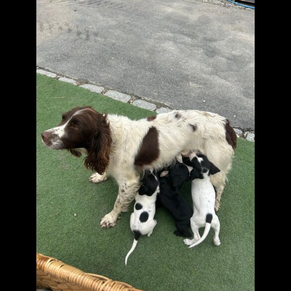 Cocker Spaniel (Show)
