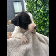 Cocker Spaniel (Show)