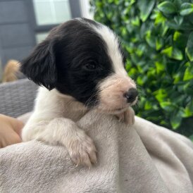 Cocker Spaniel (Show)