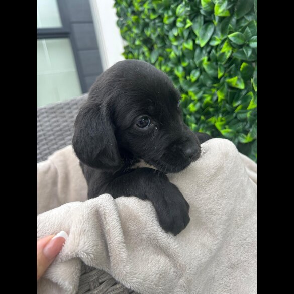 Cocker Spaniel (Show)