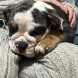 English Bulldog