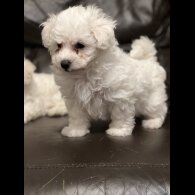 Maltipoo
