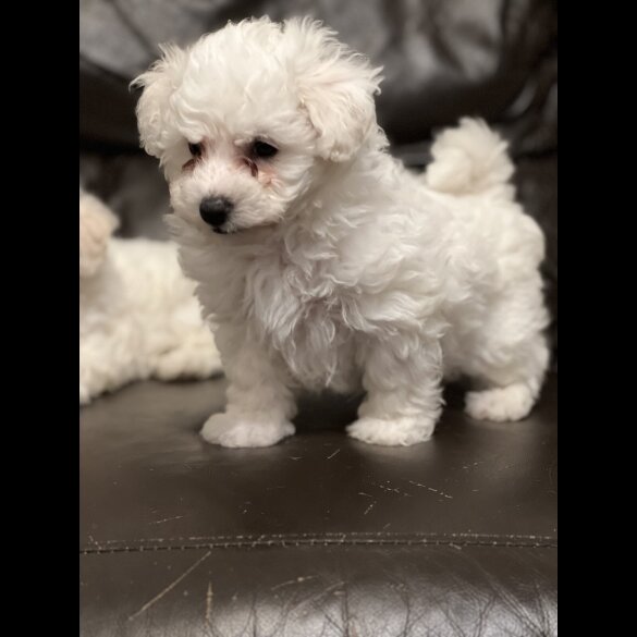 Maltipoo