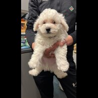 Maltipoo
