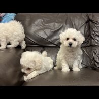 Maltipoo