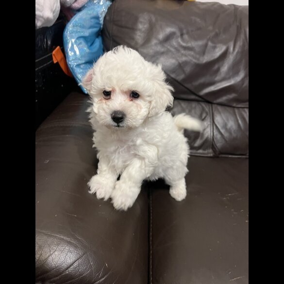 Maltipoo