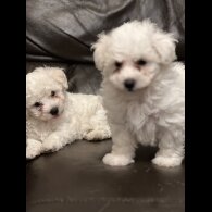 Maltipoo