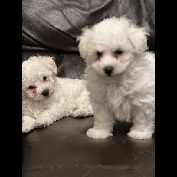 Maltipoo