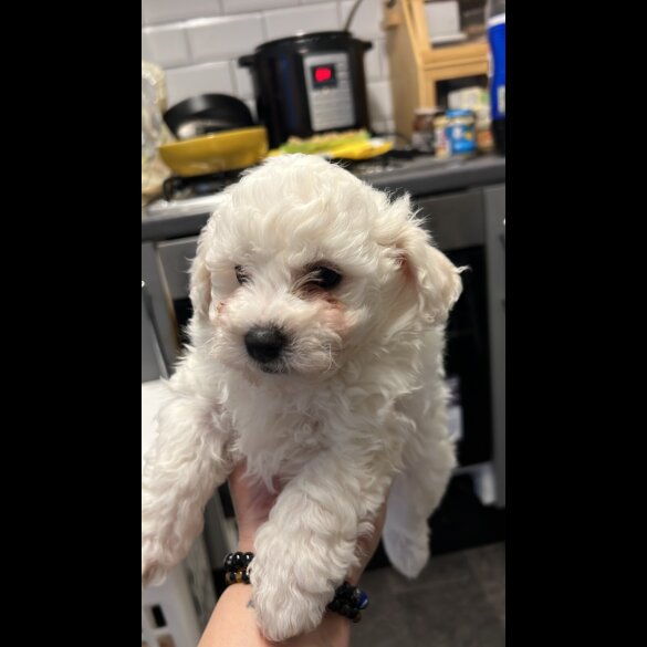 Maltipoo