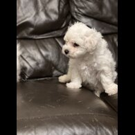 Maltipoo