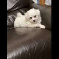 Maltipoo