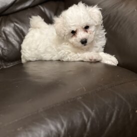 Maltipoo