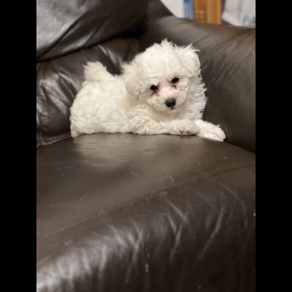 Maltipoo