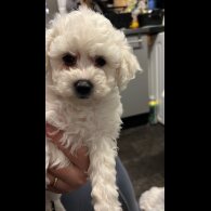 Maltipoo