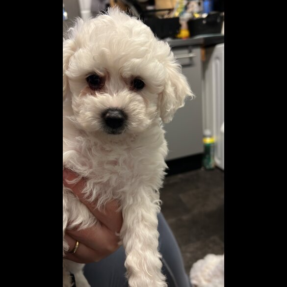 Maltipoo