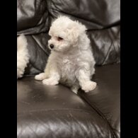 Maltipoo