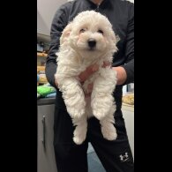 Maltipoo
