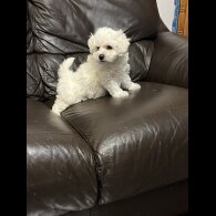 Maltipoo