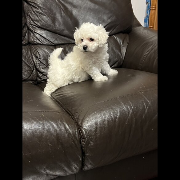 Maltipoo