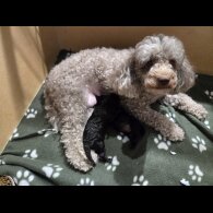 Toy Poodle