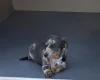 Dachshund (Smooth Haired)