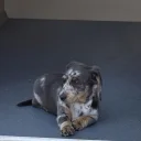Dachshund (Smooth Haired)