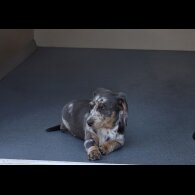 Dachshund (Smooth Haired)